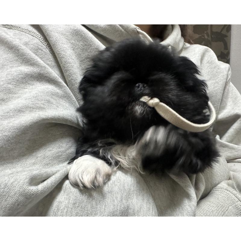 販売中の兵庫県のペキニーズ-431339の2枚目