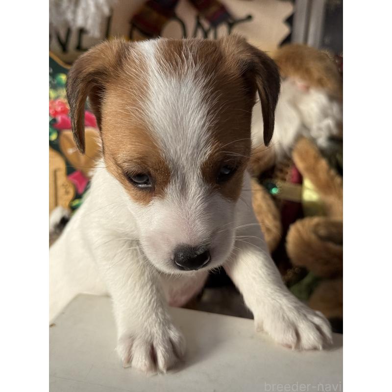 販売中の宮崎県のジャックラッセルテリア-431340の7枚目