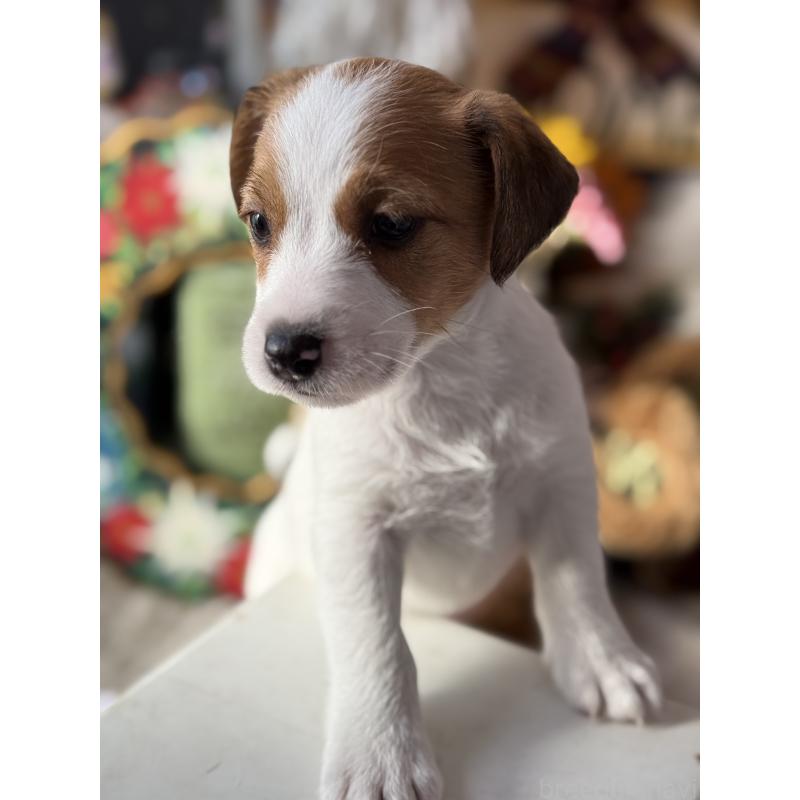 販売中の宮崎県のジャックラッセルテリア-431340の6枚目