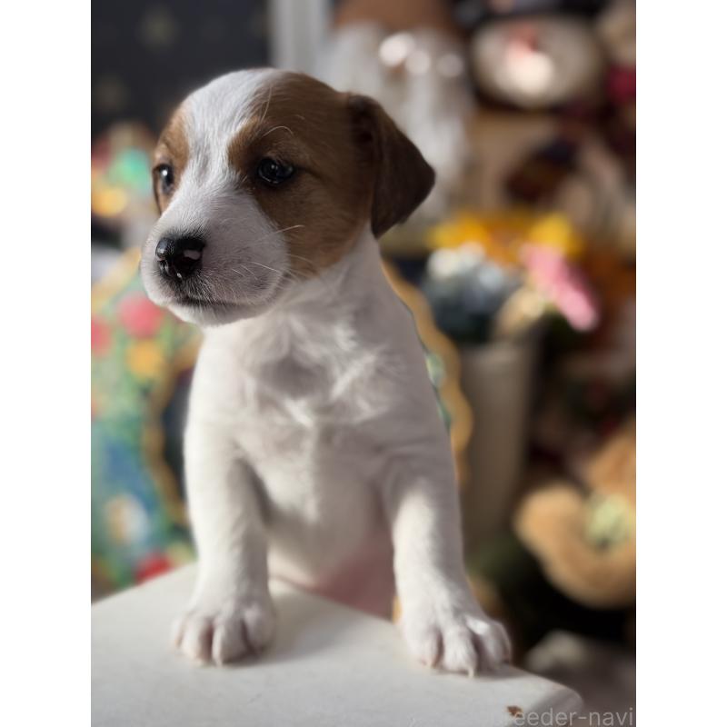 販売中の宮崎県のジャックラッセルテリア-431340の5枚目