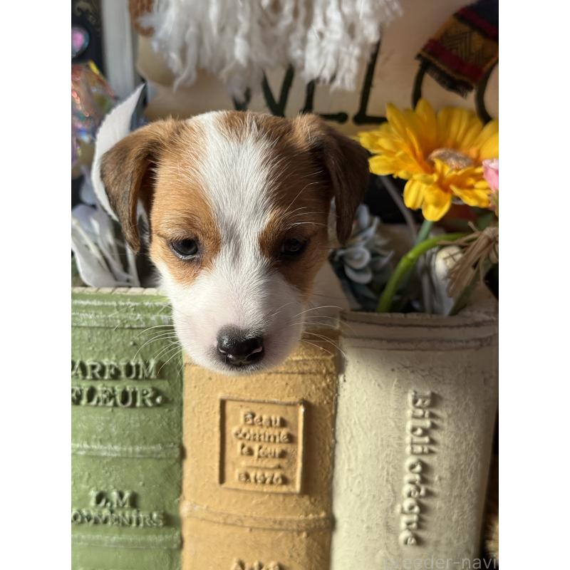 販売中の宮崎県のジャックラッセルテリア-431340の3枚目