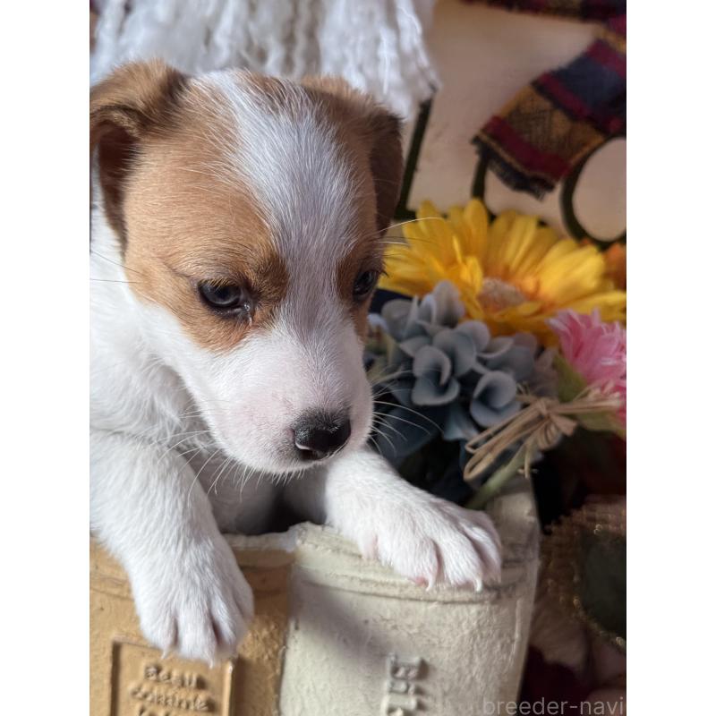 販売中の宮崎県のジャックラッセルテリア-431340の2枚目