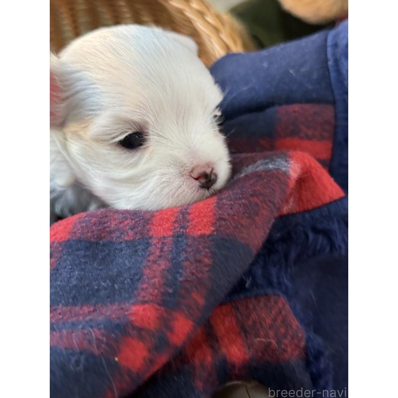 販売中の宮崎県のマルチーズ-431341の6枚目