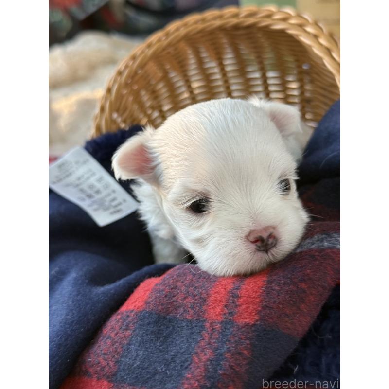 販売中の宮崎県のマルチーズ-431341の5枚目