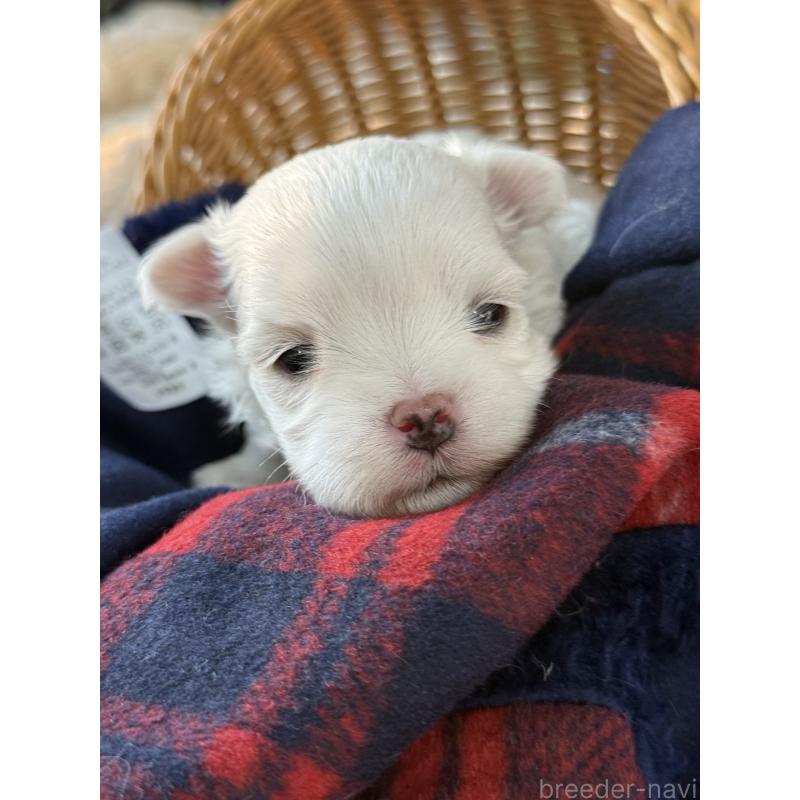 販売中の宮崎県のマルチーズ-431341の4枚目