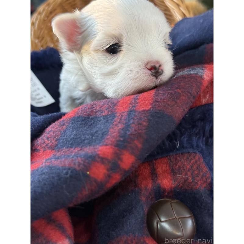 販売中の宮崎県のマルチーズ-431341の3枚目