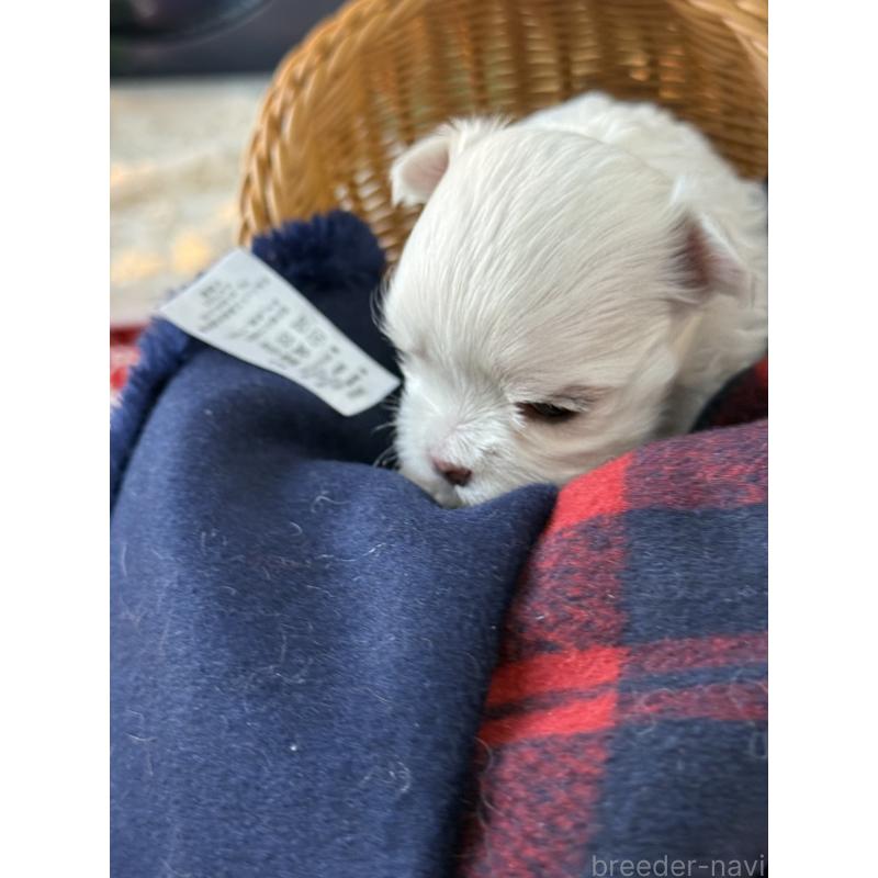 販売中の宮崎県のマルチーズ-431341の2枚目