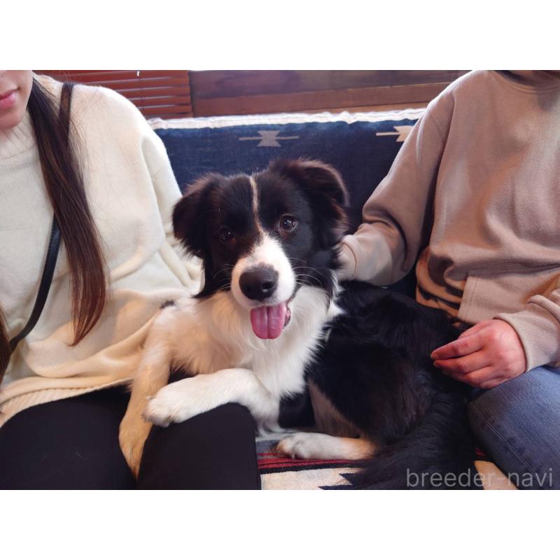 販売中の宮崎県のボーダーコリー-402464の4枚目