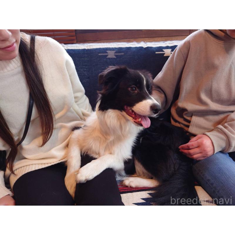 販売中の宮崎県のボーダーコリー-402464の3枚目