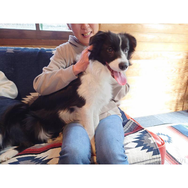 販売中の宮崎県のボーダーコリー-402464の2枚目