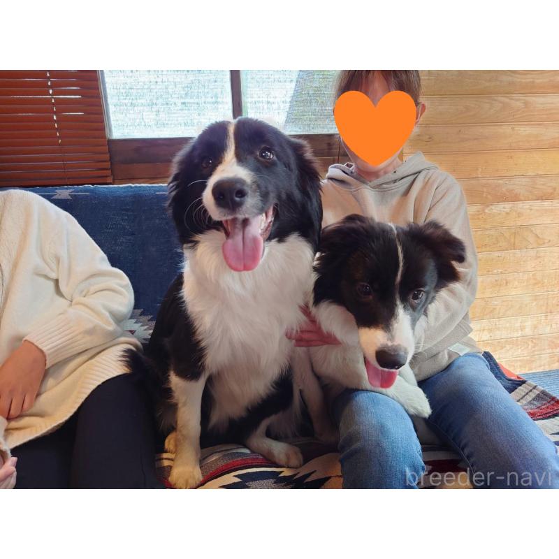 販売中の宮崎県のボーダーコリー-402466の3枚目