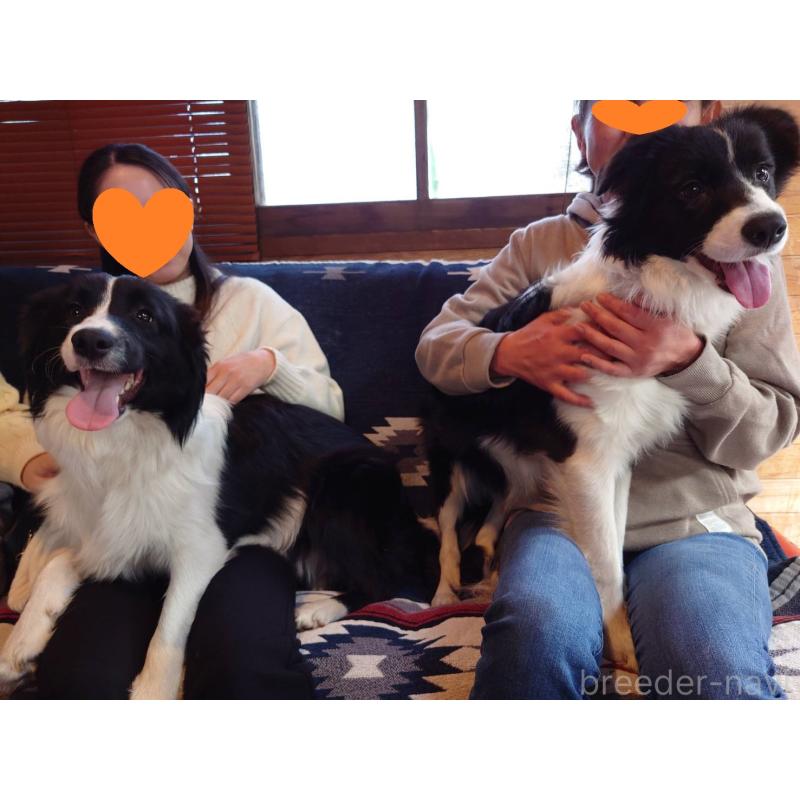 販売中の宮崎県のボーダーコリー-402466の2枚目