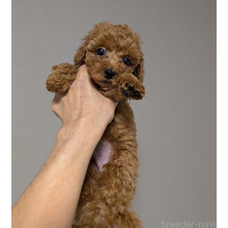 販売中の新潟県のタイニープードル-431343の5枚目