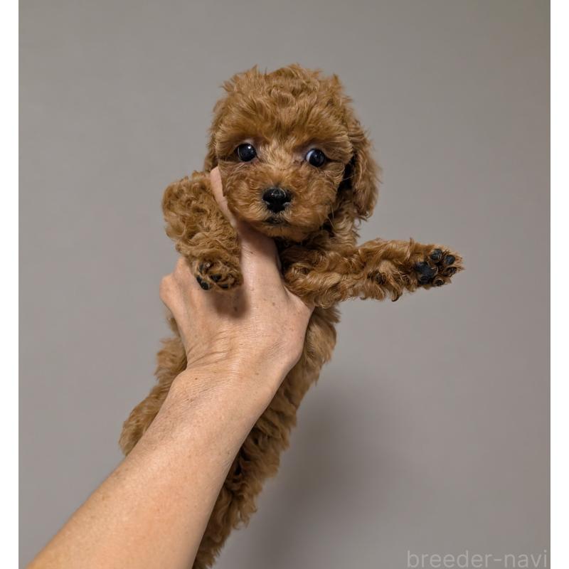 販売中の新潟県のタイニープードル-431343の4枚目