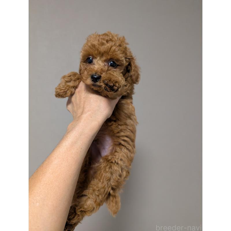 販売中の新潟県のタイニープードル-431343の3枚目