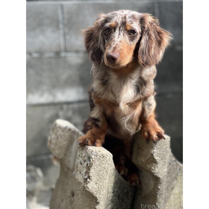 コナンくん1枚目