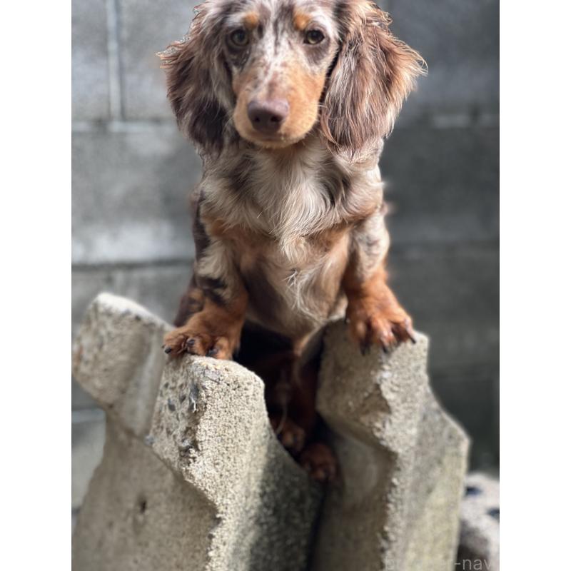 コナンくん1枚目