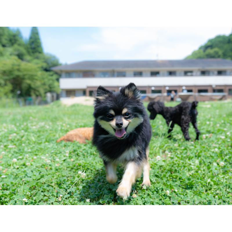 成約済の千葉県のポメラニアン-413784の2枚目