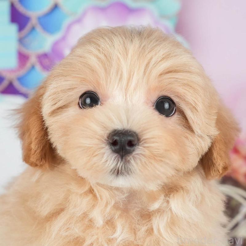 販売中の茨城県のミックス犬-431603の9枚目