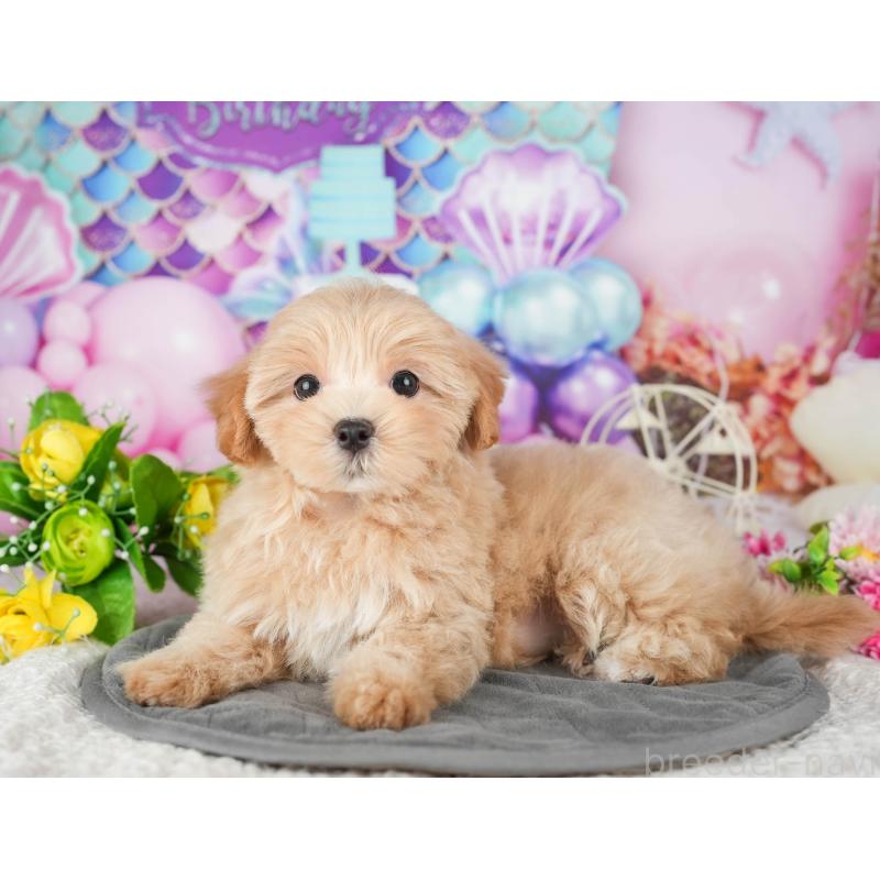 販売中の茨城県のミックス犬-431603の8枚目