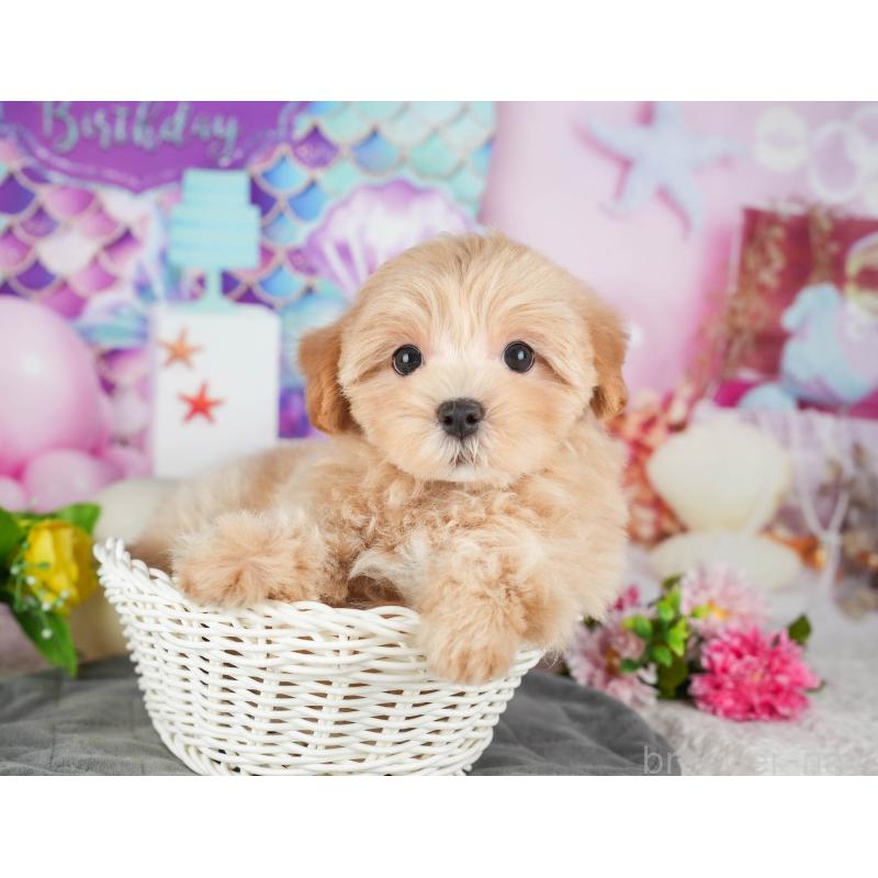 販売中の茨城県のミックス犬-431603の7枚目