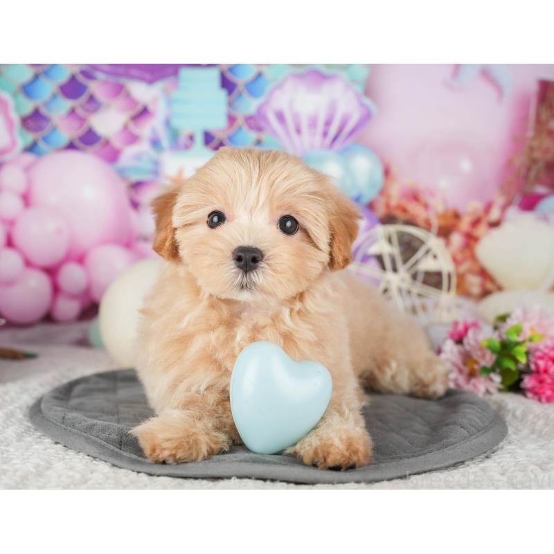 販売中の茨城県のミックス犬-431603の6枚目