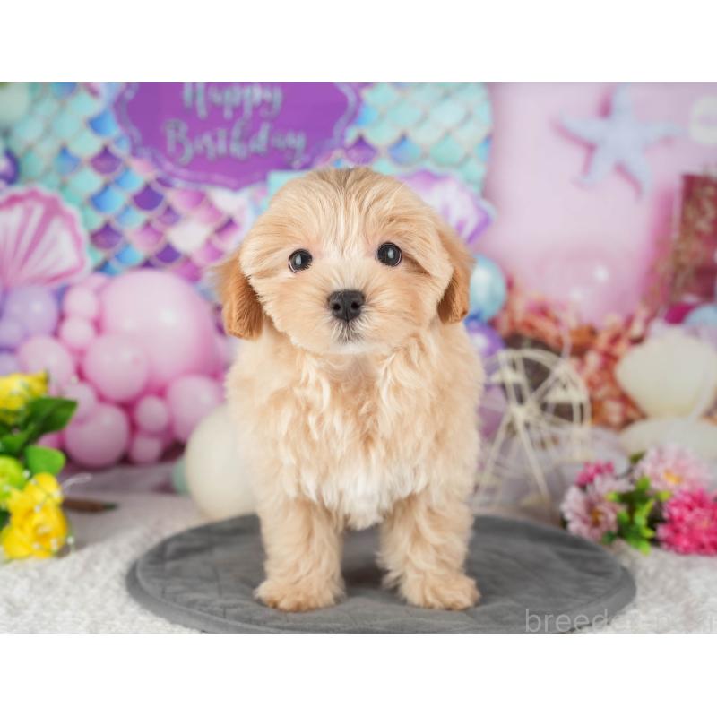 販売中の茨城県のミックス犬-431603の5枚目