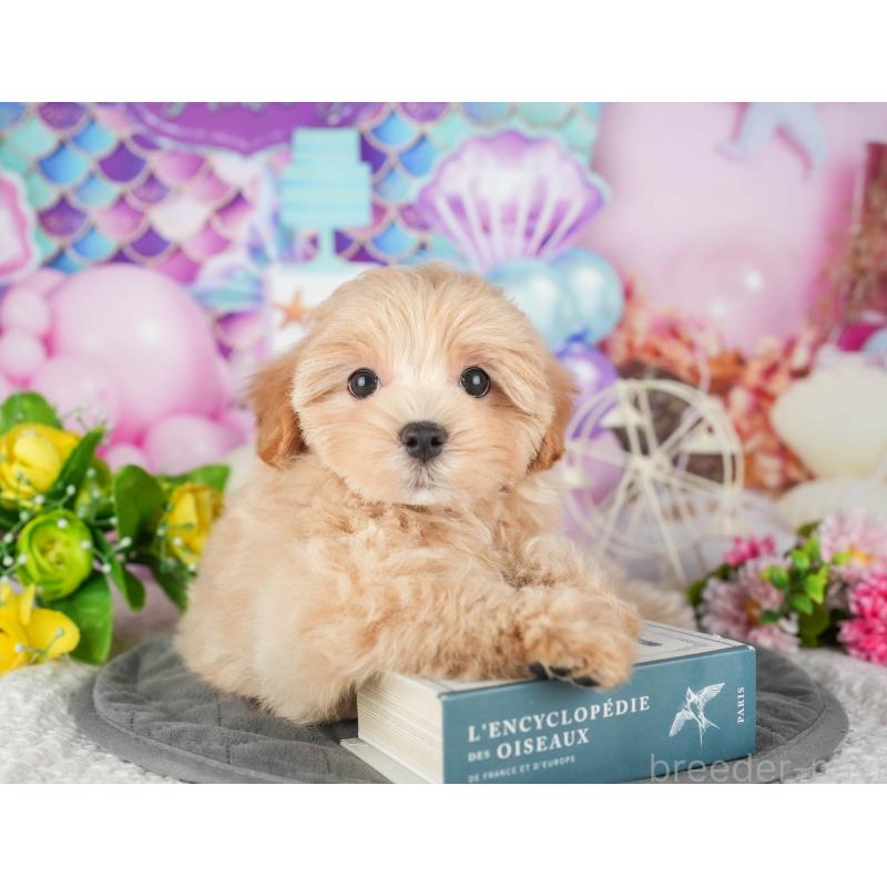 販売中の茨城県のミックス犬-431603の4枚目