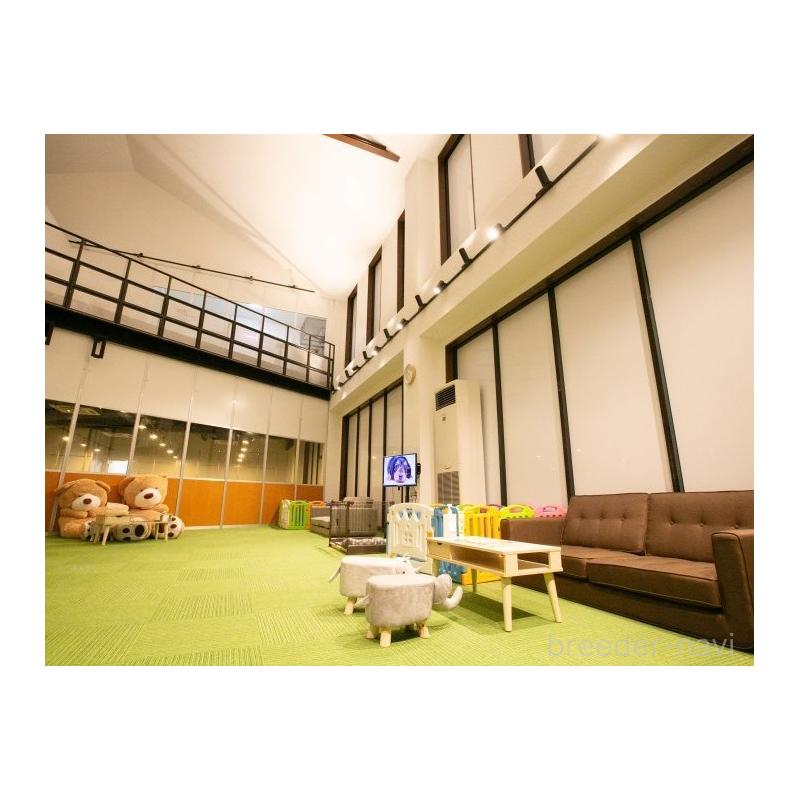 販売中の茨城県のチワワ(ロングコート)-431472の11枚目