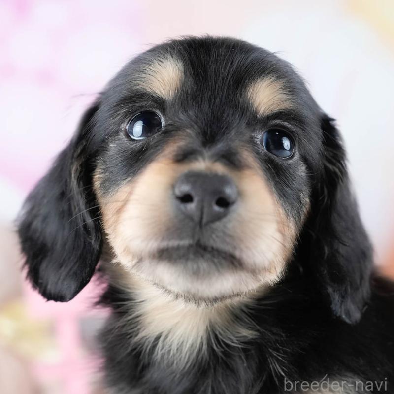 販売中の茨城県のミニチュアダックスフンド(ロングヘアード)-431521の9枚目