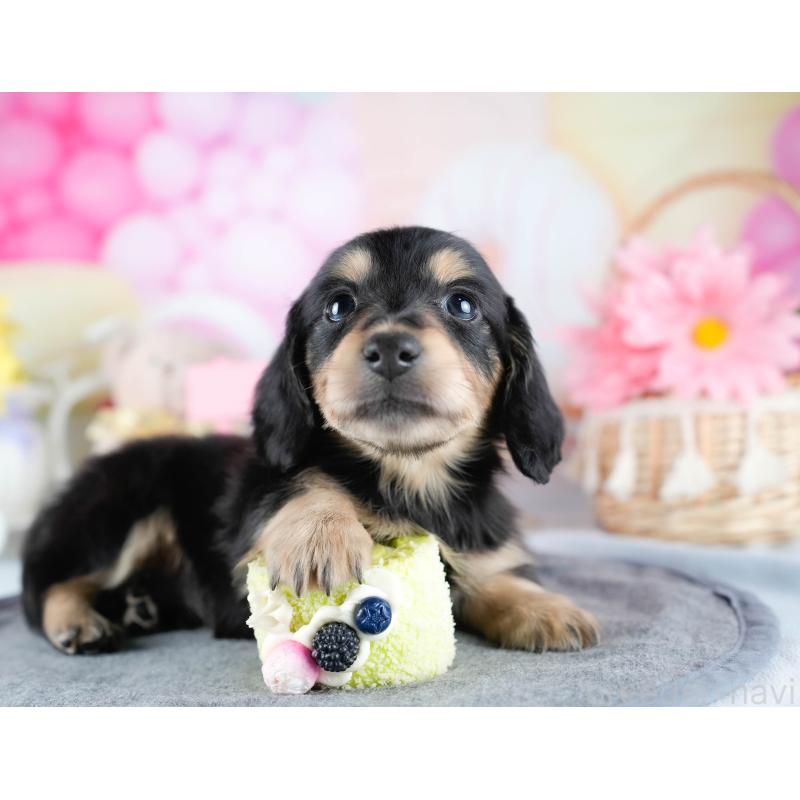 販売中の茨城県のミニチュアダックスフンド(ロングヘアード)-431521の8枚目