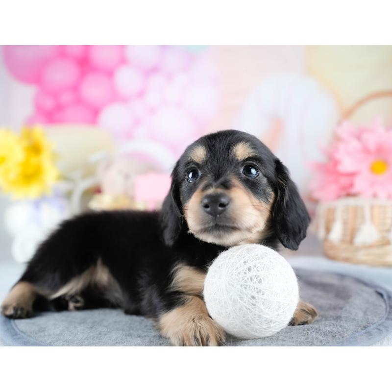 販売中の茨城県のミニチュアダックスフンド(ロングヘアード)-431521の7枚目