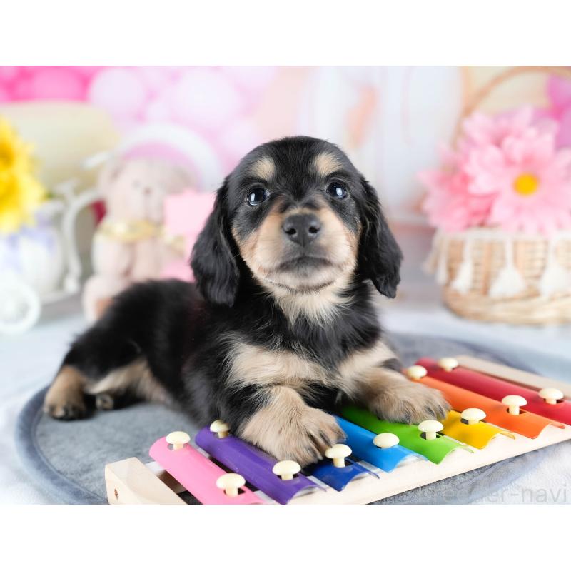 販売中の茨城県のミニチュアダックスフンド(ロングヘアード)-431521の6枚目