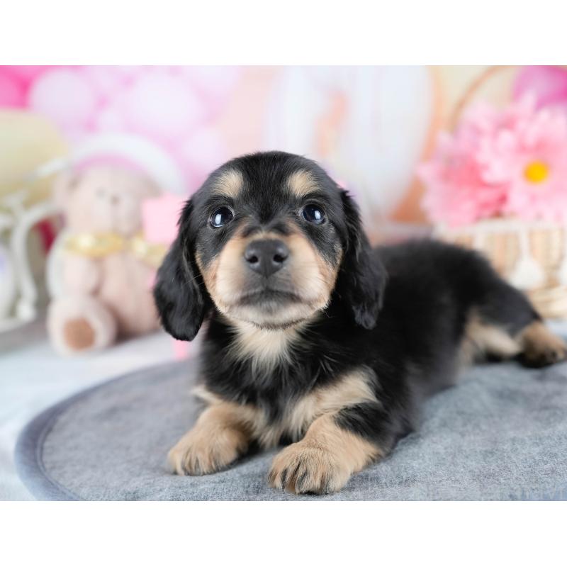 販売中の茨城県のミニチュアダックスフンド(ロングヘアード)-431521の5枚目