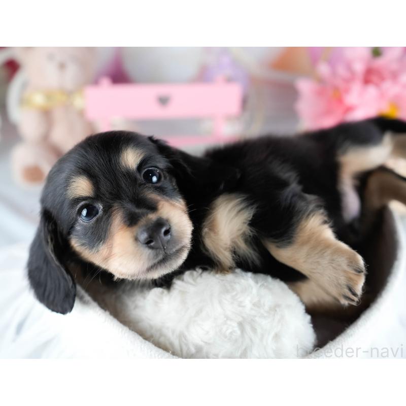 販売中の茨城県のミニチュアダックスフンド(ロングヘアード)-431521の4枚目