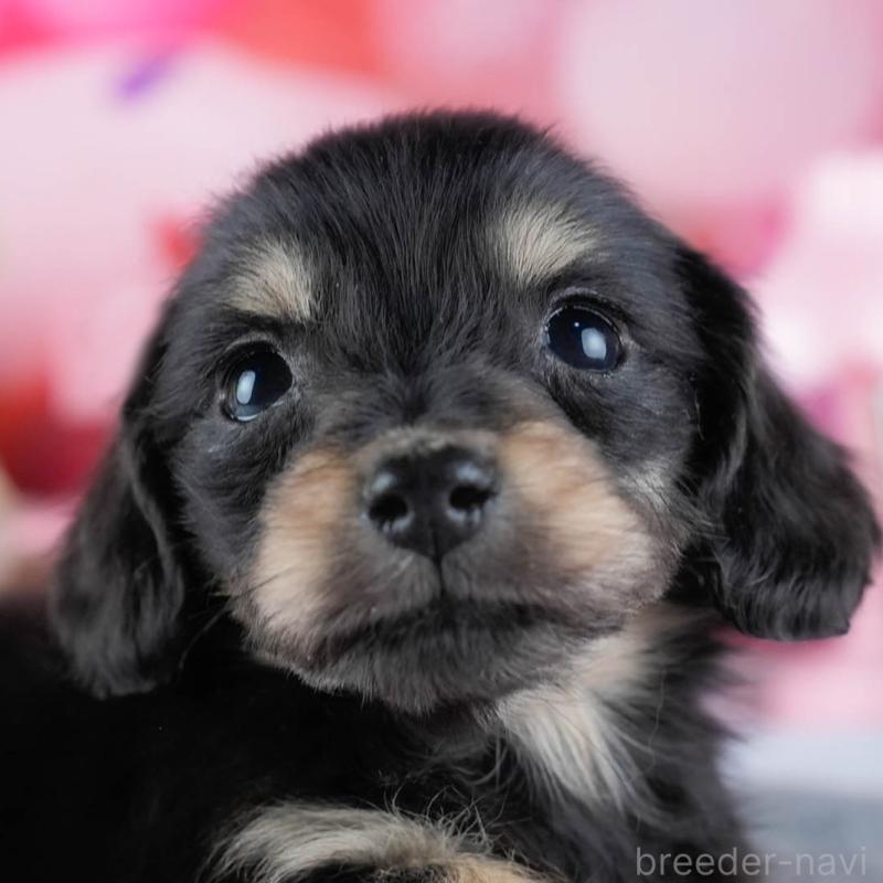 販売中の茨城県のミニチュアダックスフンド(ロングヘアード)-431518の9枚目