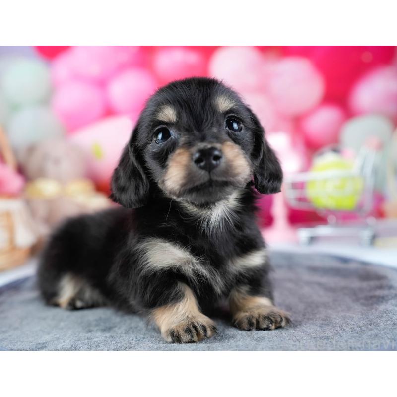 販売中の茨城県のミニチュアダックスフンド(ロングヘアード)-431518の8枚目