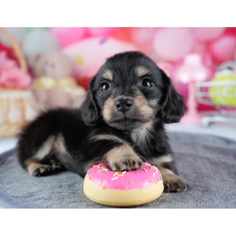 販売中の茨城県のミニチュアダックスフンド(ロングヘアード)-431518の7枚目