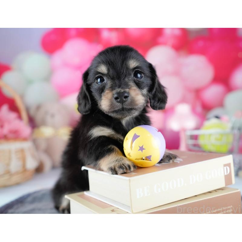 販売中の茨城県のミニチュアダックスフンド(ロングヘアード)-431518の6枚目