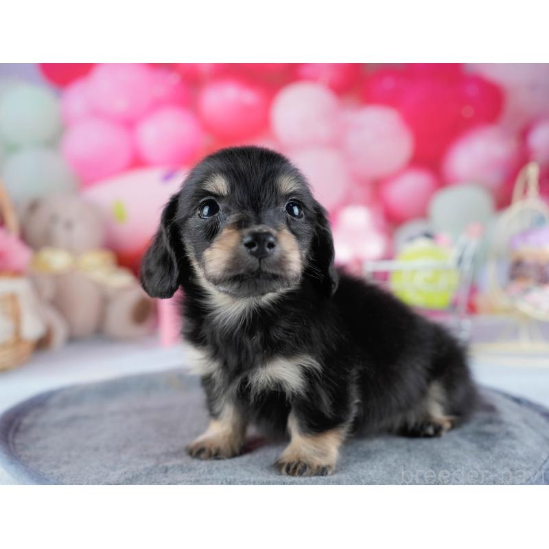 販売中の茨城県のミニチュアダックスフンド(ロングヘアード)-431518の5枚目