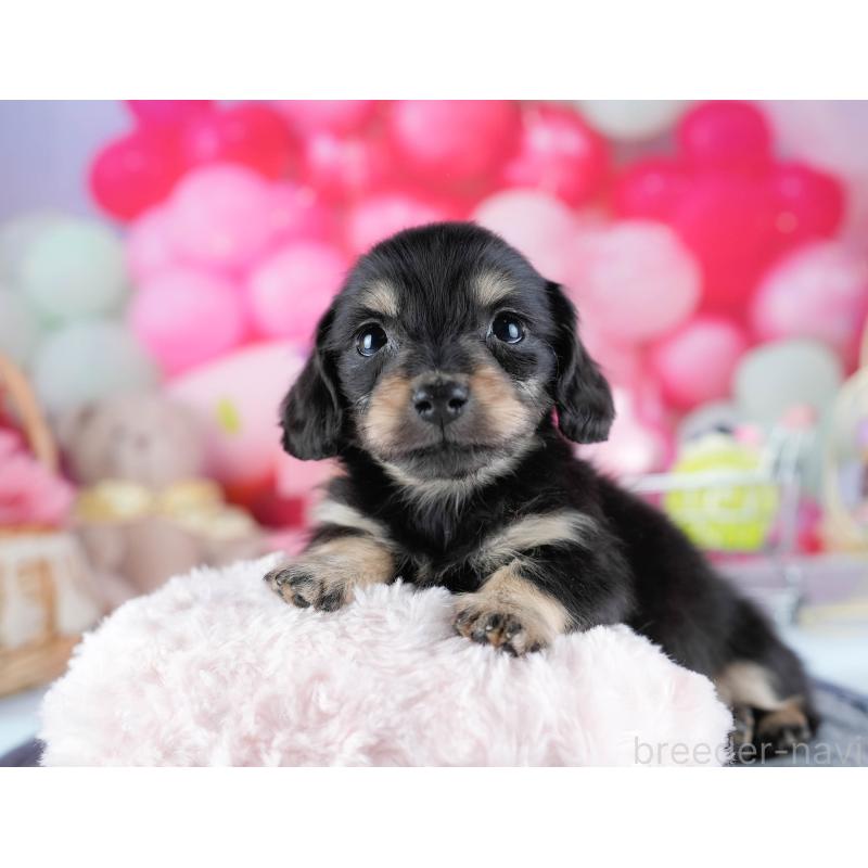 販売中の茨城県のミニチュアダックスフンド(ロングヘアード)-431518の4枚目