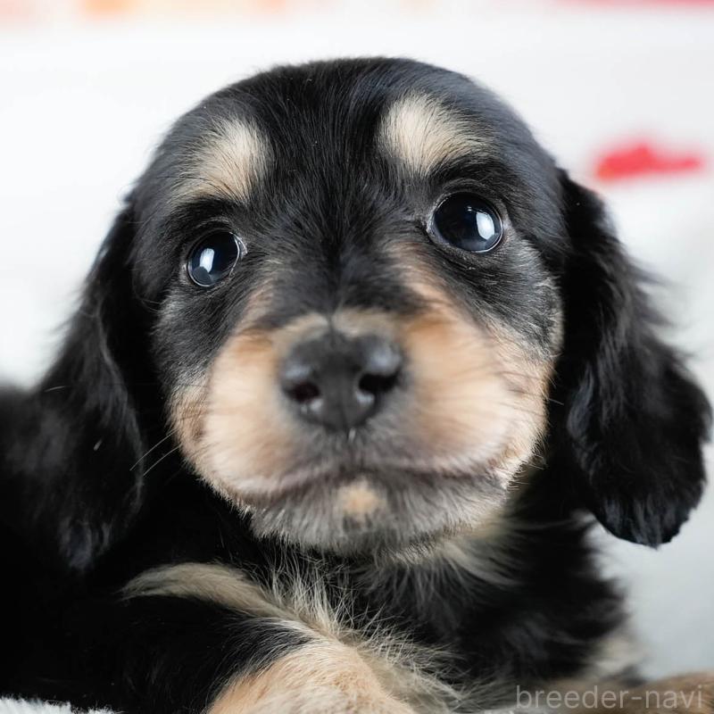 販売中の茨城県のミニチュアダックスフンド(ロングヘアード)-431512の9枚目