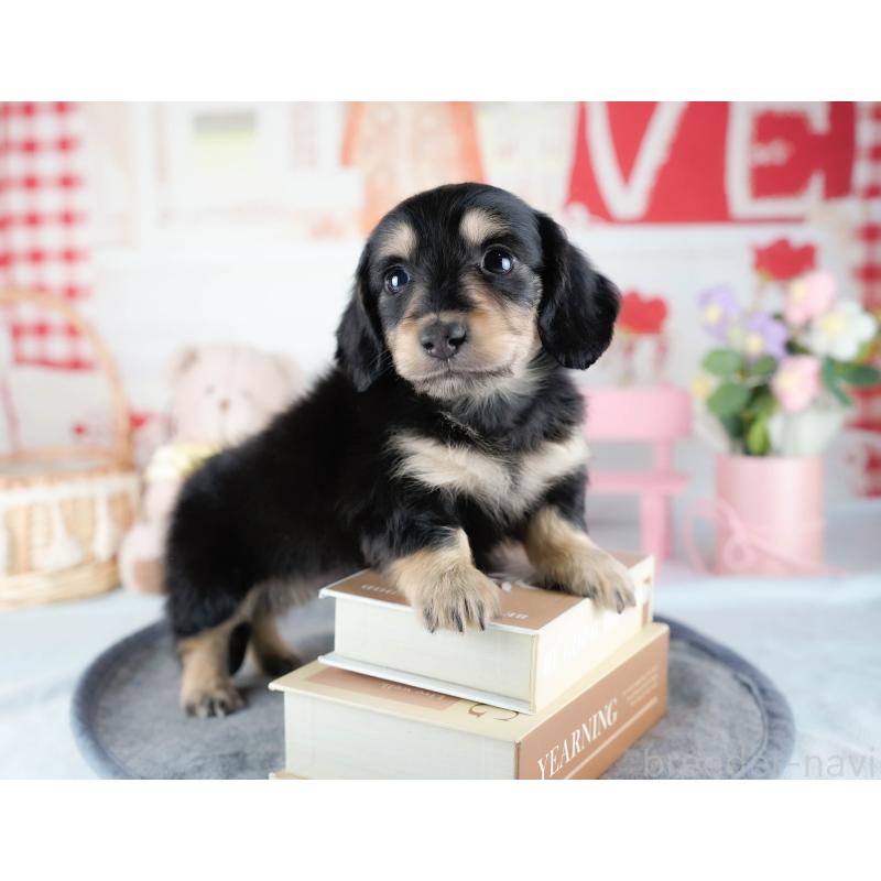 販売中の茨城県のミニチュアダックスフンド(ロングヘアード)-431512の8枚目