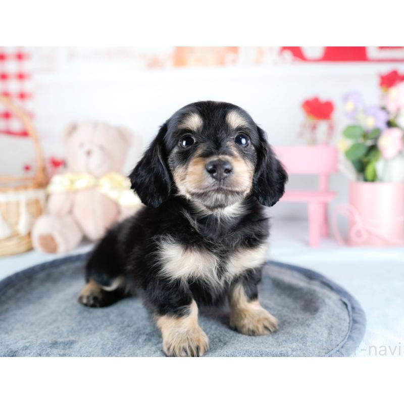 販売中の茨城県のミニチュアダックスフンド(ロングヘアード)-431512の7枚目