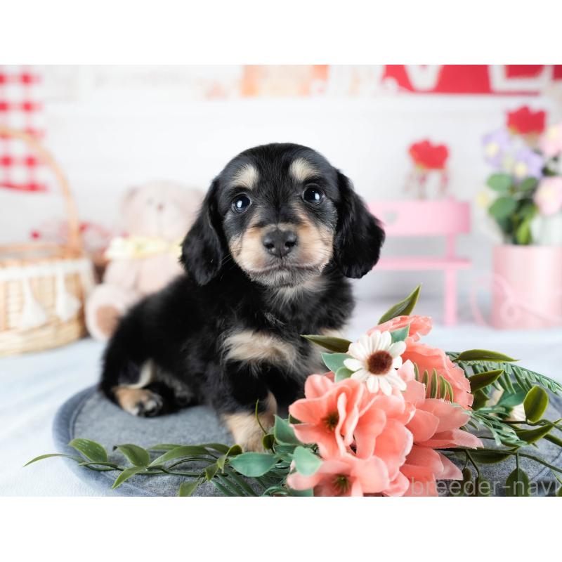 販売中の茨城県のミニチュアダックスフンド(ロングヘアード)-431512の6枚目