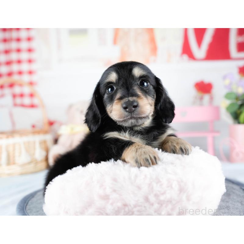 販売中の茨城県のミニチュアダックスフンド(ロングヘアード)-431512の5枚目