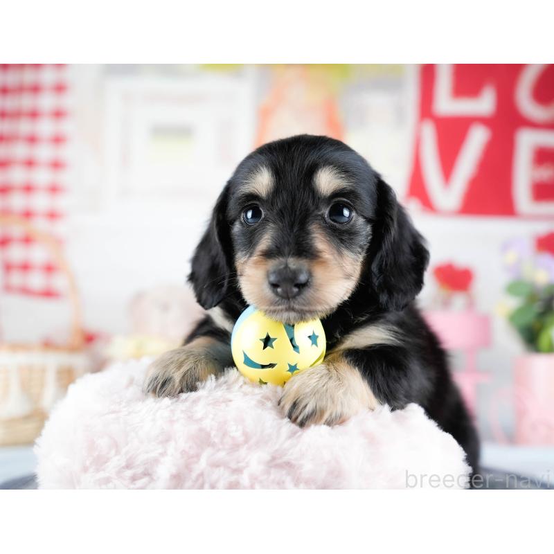 販売中の茨城県のミニチュアダックスフンド(ロングヘアード)-431512の4枚目