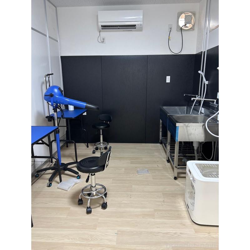 販売中の茨城県のチワワ(ロングコート)-431427の10枚目