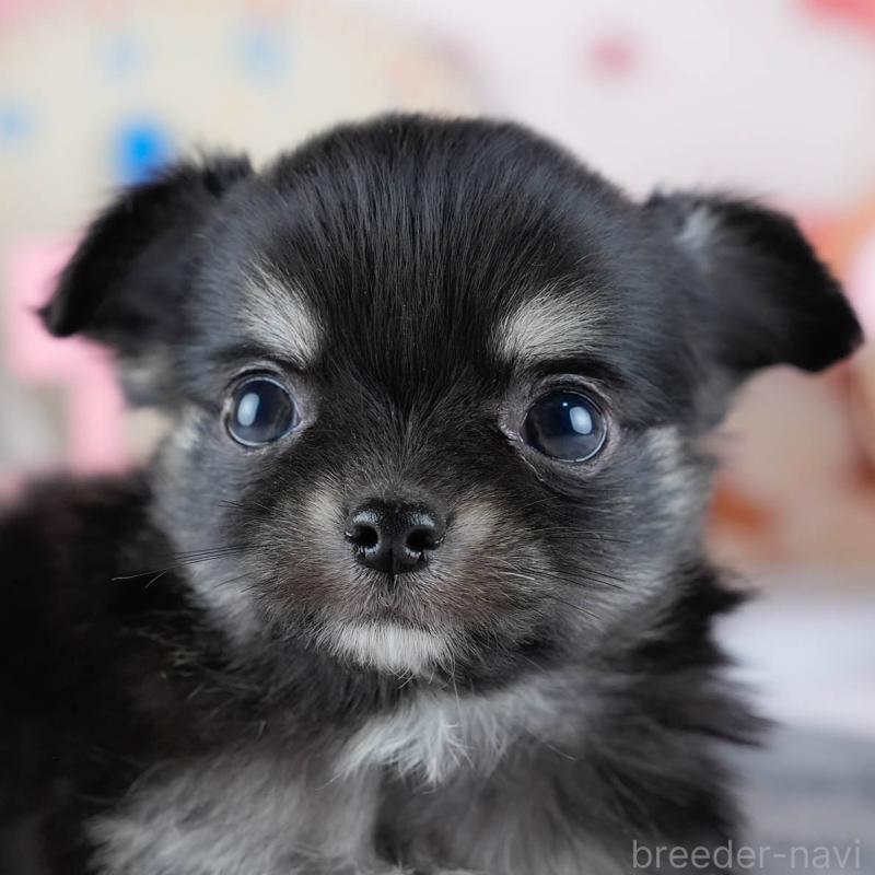 販売中の茨城県のチワワ(ロングコート)-431427の9枚目