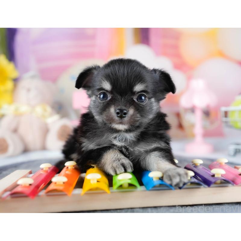 販売中の茨城県のチワワ(ロングコート)-431427の8枚目